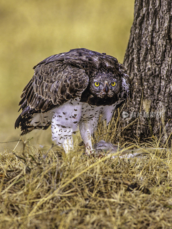 战鹰(Polemaetus bellicosus)是一种原产于撒哈拉以南非洲的大型鹰。肯尼亚马赛马拉国家保护区。